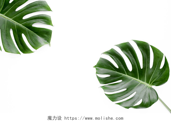 白色背景上的绿色叶子热带叶，白色背景的Monstera. 
